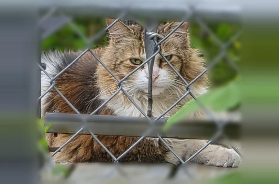 Found cat Saginaw, photo: Found cat, Swan Creek Road, 5370, Saginaw - near Congress and Michigan
