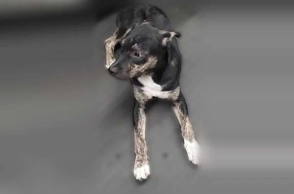 Lost dog, Houston - black with white chest, tan paws, puppy 6-7 months old - photo