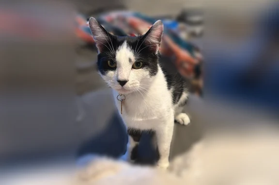 Lost cat, 15th Half Street, 819C, Virginia Beach - white face, red and black plaid collar - photo