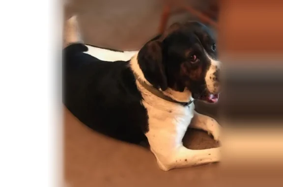 Lost dog, Sylvan Beach, Cleveland - male - hound mix - photo