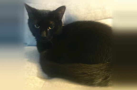 Lost cat, Hollow Run Drive, 1701, Columbus - female, all black, limping on right paw - photo
