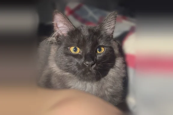 Lost cat, Northeast 136th Street, 18223, Redmond, Point Roberts - male, fluffy black with a smokey/white undercoat - photo