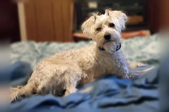 Lost dog, 7Th Avenue South, 102, Red Bay - male - photo
