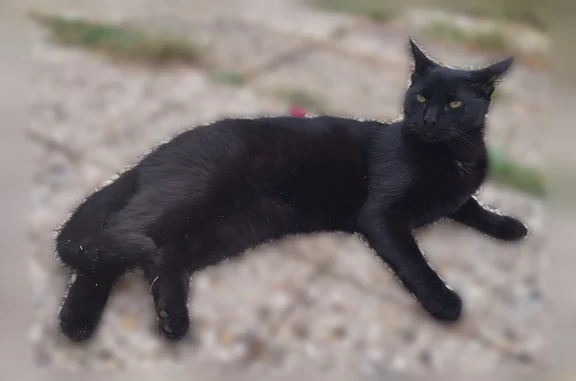 Chat perdu mâle, Rue de Chartres, 9, Thimert-Gâtelles, Chartres - noir, tatoué 308MWH - photo