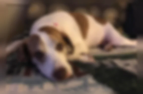 Lost dog, South Old Alabama Road, 3662, Thomaston - female pointer mix with shaved rear right leg - photo