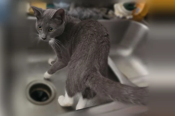 Missing cat Gainesville, photo: Lost cat, Southwest 2nd Street, 60, Gainesville - female, light blue collar