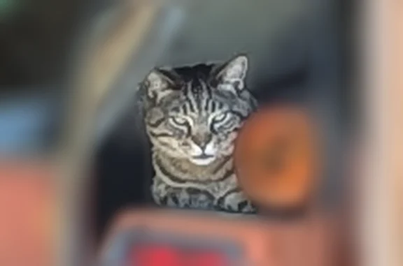Lost cat, Montana Drive, 290, Holtville - male tabby with light green eyes - photo