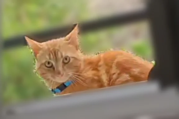 Chat perdu mâle, Rue Sébastopol, 75, Brest, Rennes - roux aux yeux verts - photo