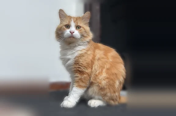 Chat perdu mâle, Rue du Général Chanzy, Tours - roux angora, canines droites arrachées - photo