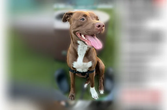 Lost dog, Jackson Road, 213, Clarksville - female pit/lab mix - photo