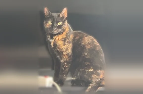 Perdu chat femelle, Rue de la Bigotte, Champcueil — écaille de tortue - photo