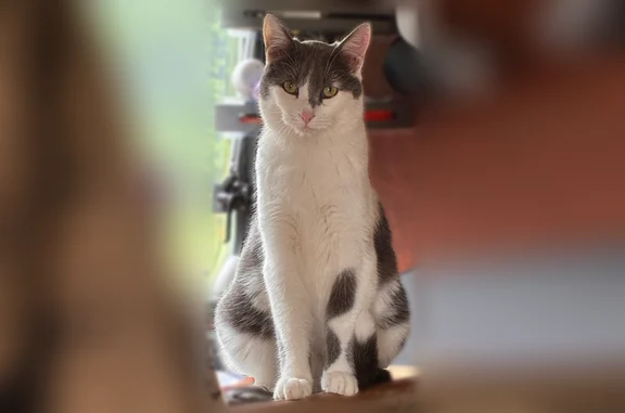 Animaux perdus Paris, photo: Chat perdu, Paris - mâle, stérilisé, pucé et identifié ICAD