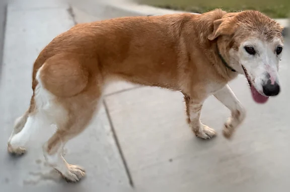 Found dog Bixby, photo: Found dog, East 155th Place South, 6963, Bixby - female, green collar