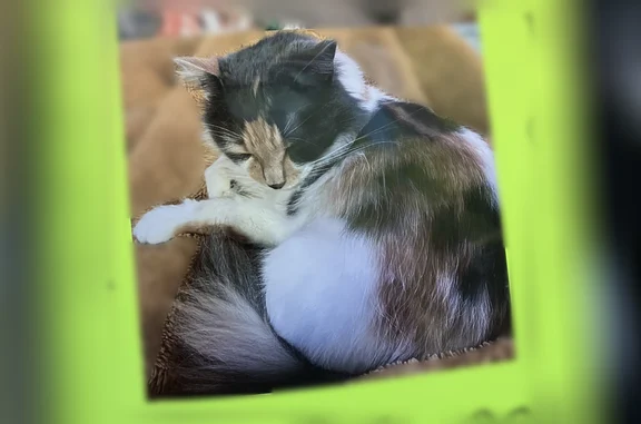 Lost cat, Dry Ridge, Kentucky - long-haired muted calico - photo