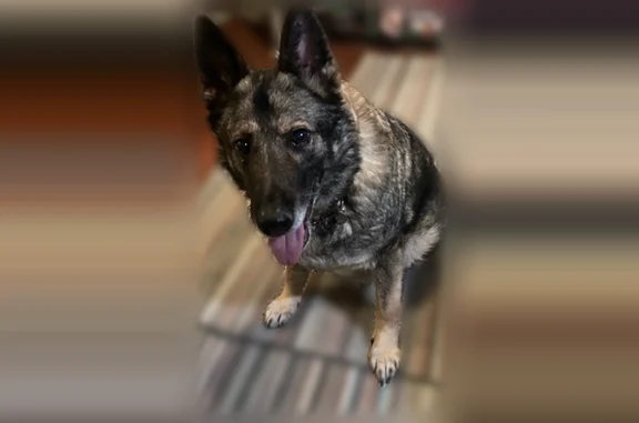 Found dog, Bay 44th Street, 376, Brooklyn - female German Shepherd - photo