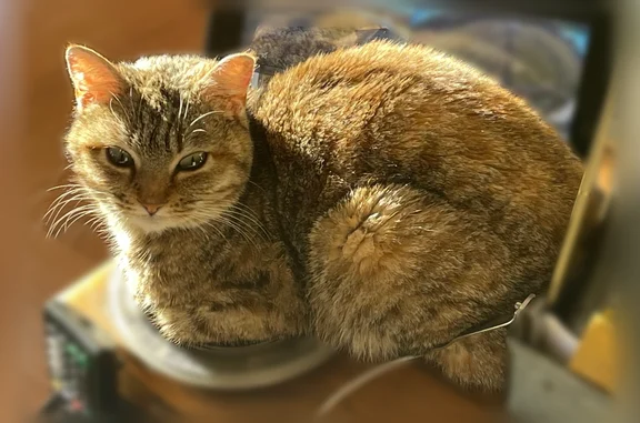 Lost cat, Old White Bridge Road, 97, Waynesboro - female, jumped into a furniture delivery truck - photo