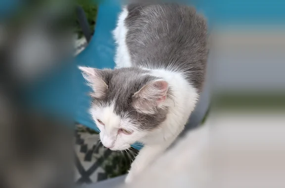 Animaux perdus et trouvés Nantes, photo: Chat trouvé, Rue Marceau, Le Mans, Nantes — très sociable et demande beaucoup de câlins
