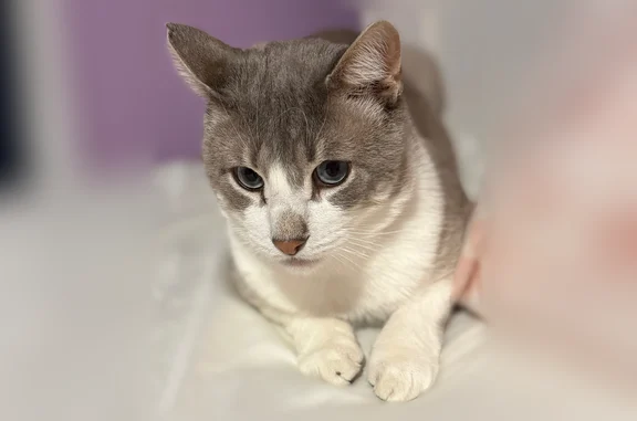Lost cat, Columbus Avenue, 437, New Haven - male, blue eyes - photo