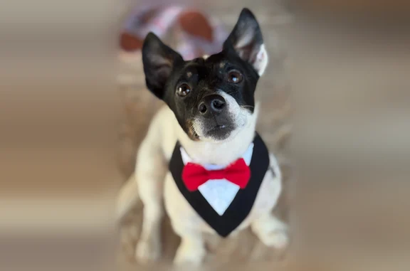 Animaux perdus Pelousey, photo: Chien perdu mâle, Pelousey - chiot Jack Russell Terrier nommé Gigi