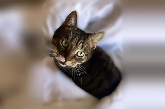 Chat perdu mâle, Rue Sainte-Hélène, Saint-André-lez-Lille - petit gabarit tigré - photo