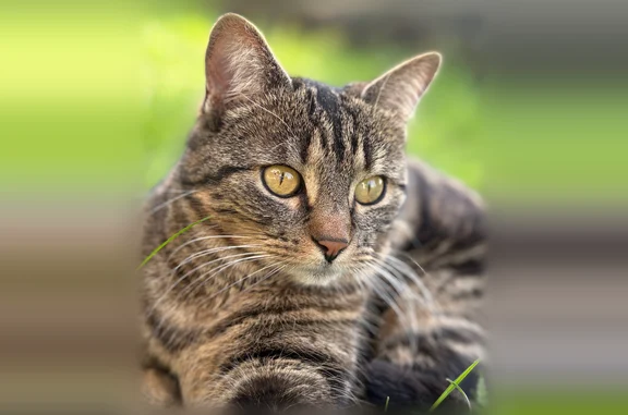 Chat perdu, rue de l'Abbaye, Bouxières-aux-Dames - femelle, très sociable - photo