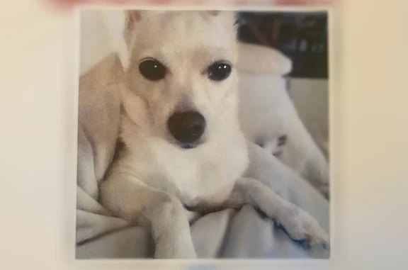 Lost dog, Las Vegas - white/tan, microchipped - photo