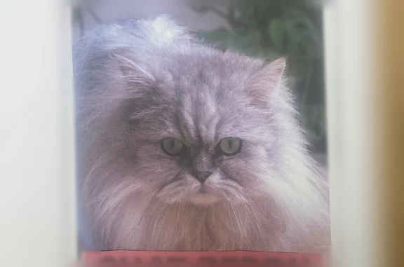 Chat perdu mâle, Rue de Bir-Hakeim, Mouvaux - persan gris - photo