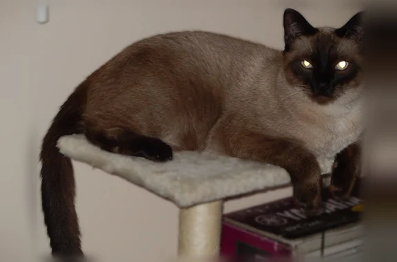 Chat perdu, mâle, Alixan - siamois, corpulence moyenne - photo