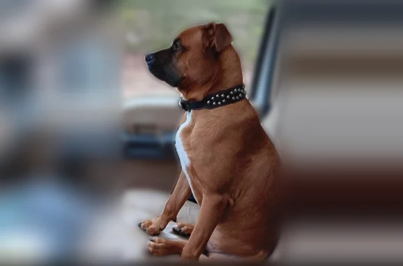 Lost dog, Gadsden - male brindle boxer wearing a service dog vest - photo