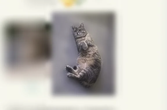 Perdu chat femelle, Rue Féronne, 382, Bailleul-sur-Thérain - chatte européenne tigrée grise - photo