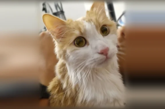 Chat perdu mâle, Rue Gustave de Chanaleilles, 14, Marguerittes - blanc et roux - photo