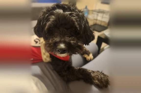 Lost dog, Sharazad Boulevard, 1301, Opa-locka, Pembroke Pines - black and white Maltese - photo