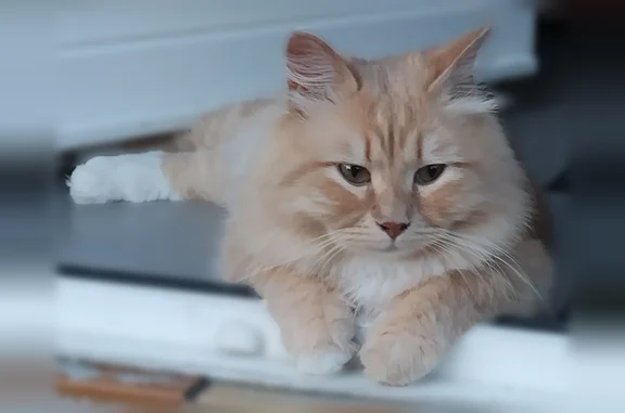 Chat perdu mâle, Rue Lucien Valin, Rouen - beige et blanc, très craintif - photo