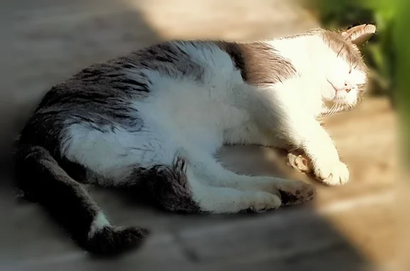Chat perdu mâle, Plouaret, Bretagne - tatoué, 15 ans - photo
