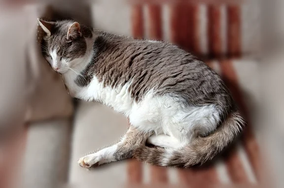 Animaux perdus et trouvés Plouaret, photo: Chat perdu mâle, Plouaret, Bretagne - tatoué, 15 ans