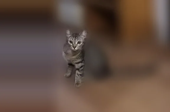 Jeune Chatte de type européen, tigrée grise, très craintive