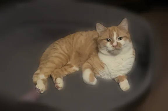 Animaux perdus et trouvés Chabanais, photo: Chat perdu mâle, Chabanais