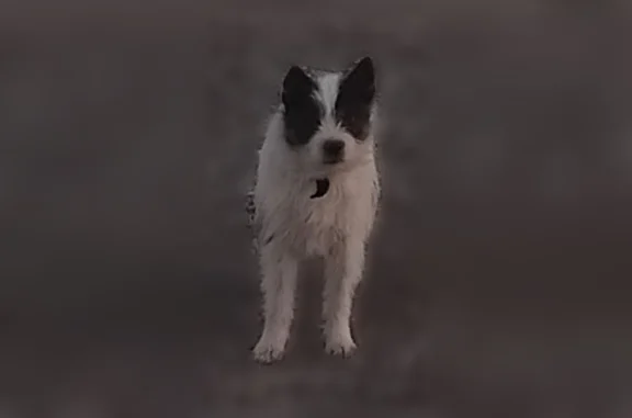 Chien perdu mâle, Gruissan, Montpellier - photo