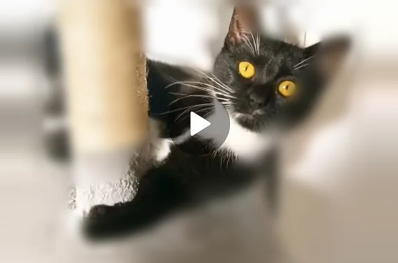 Chat perdu, Condé-sur-l'Escaut - femelle, sans collier - photo