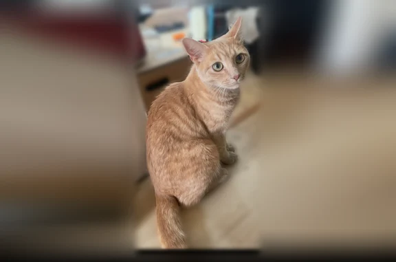Perdu chat mâle, Route de Boulogne, 112, Saint-Martin-lez-Tatinghem, Paris - roux tigré - photo
