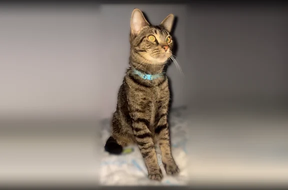 Lost cat, Wisteria Street, 787, Independence - male, light blue collar - photo