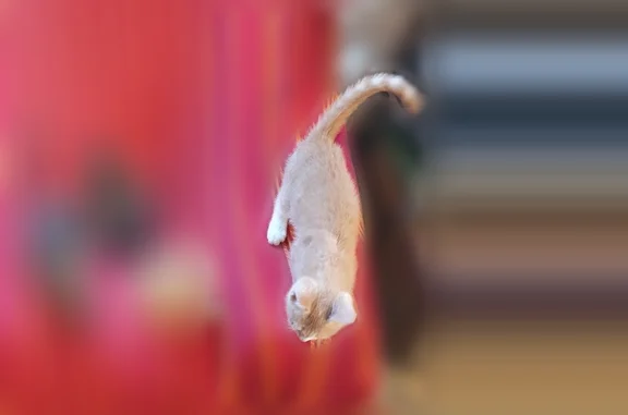 Perdu chat femelle, La Chevallerie, 2, Parcé-sur-Sarthe - chatte écaille de tortue avec ses 4 chatons - photo
