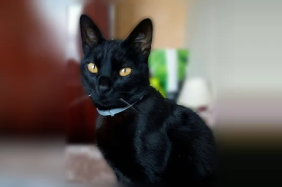 Chat perdu mâle, Rue du Docteur Sahut, 25, Aubière - noir, craintif - photo