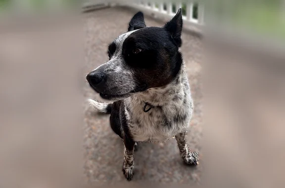 Found dog Franklin, photo: Found dog, South Harpeth Road, 7443, Franklin - female, short hair, black and mottled black and white around the collar and legs