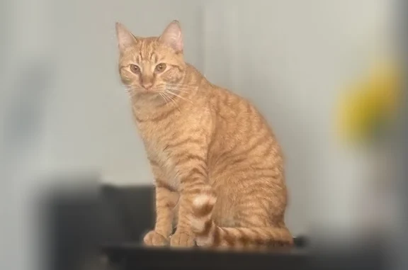 Lost cat, Clarkson Street, 1101, Denver - male orange tabby, very skittish - photo