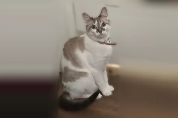 Lost cat, Hawaii Drive South, 1070, Jacksonville - female, pink collar with bell - photo