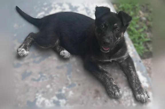 Found pets Arlington, photo: Found dog, Bennie Lane, Grand Prairie, Arlington - female, black, no collar