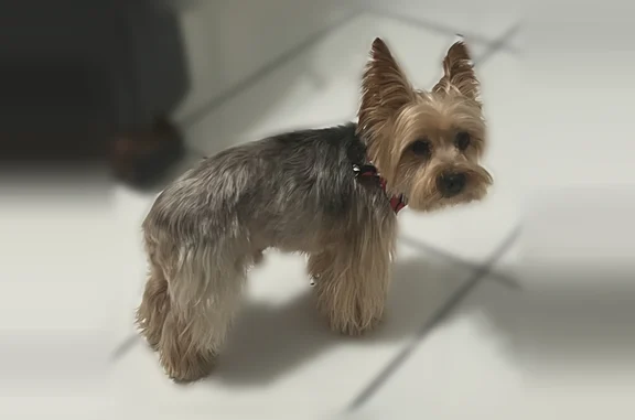 Lost dog, East 84th Street, 1120, Los Angeles - male, elderly, sick - photo