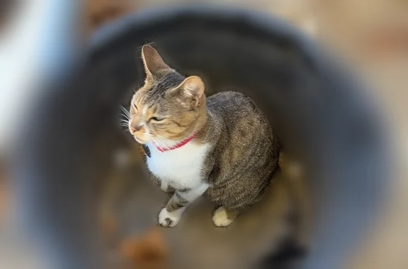 Missing cat Baton Rouge, photo: Lost cat, Broker Avenue, City of St. George, Baton Rouge - greyish brown tabby with green eyes