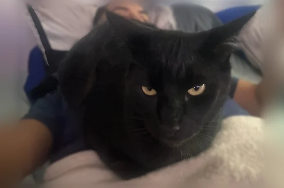 Lost cat, Santa Ana - big, friendly, yellow eyes - photo